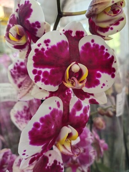 Орхидеи фаленопсис микс: красота в разнообразии.